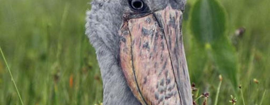 The Shoebill, called "Whale-headed Stork" in some older literature, is a unique bird of uncertain affinities. As the old name suggests, it was once thought to be a relative of storks but its habit of flying with neck retracted and powder-down patches suggested an affinity with herons. But skeletal and biochemical evidence now show it is more closely related to pelicans (Sibley & Ahlquist 1990, Ericson et al. 2006). Some (e.g., Sibley & Monroe 1990) reduced it to a subfamily of the Pelecanidae, but their divergence was far back in antiquity. I follow the Elliott (2002) and most recent authorities in retaining it as a unique monotypic family. SHOE-BILL BIRD –RARE AND ENDANGERED SPECIE