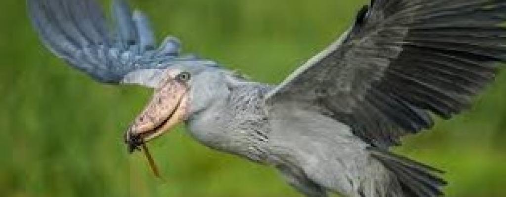 SHOE-BILL BIRD RARE AND INTERESTING SHOE-BILL BIRD RARE AND INTERESTING